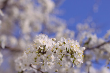 Blossom in spring garden with close up. Fruit tree blooming fluffy twigs with blue sky background. White fragranced flowers on the branch.