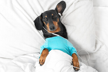 top view dachshund dog in blue pajamas lies in bed under blanket and cannot sleep at night so it listens to relaxing music or interesting podcast using wired headphones.