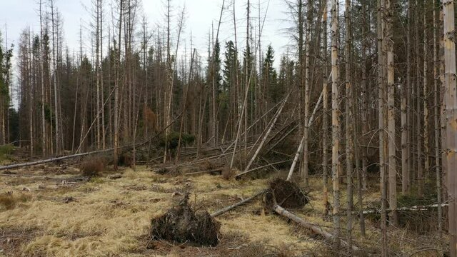 Wood aerial bark beetle drone pest Ips typographus dead spruce tree infested and attacked by the European spruce quadcopter view flying fly flight show, cutting deforestation caterpillar dead