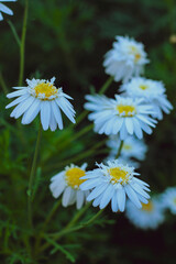 Fototapeta premium daisy in the garden