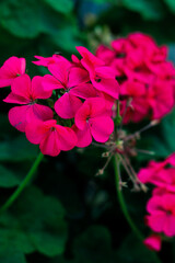 Fototapeta premium red and white flower