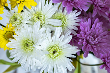 Chrysanthemum flowers