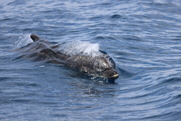 Fototapeta premium Bottlenose 