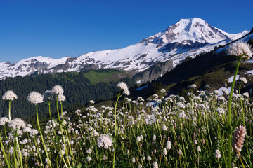 Fototapeta na wymiar Wildflowers blooming by snowcapped mountains. Valerian blossoms on Skyline trail on Mount Baker. Washington State. USA 