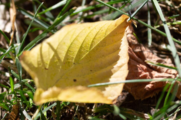 plant leaf on the ground