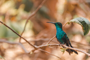 Colibrí en Minca, Norte de Colombia © Bryan