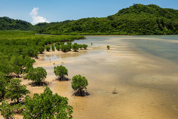 Lush scene of a pristine and very green mangrove forest, sands appearing on shallow river at the low tide, . Iriomote Island.