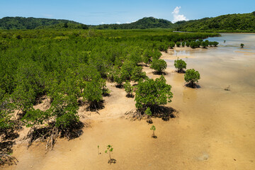 Idyllic mangrove forest on the Urauchi River with beautiful shrubs, sand, clear waters, mountain on background at low tide. Iriomote island.