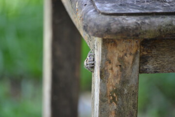 Jumping Spider on Table