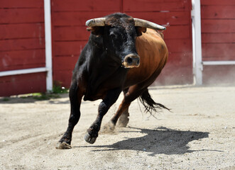 un toro español con grandes cuernos y mirada desafiante durante un espectaculo taurino en españa