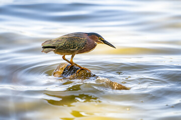 Green heron (Butorides striatus) stands on a stone in a lake