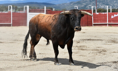 un toro español con grandes cuernos y mirada desafiante durante un espectaculo taurino en españa