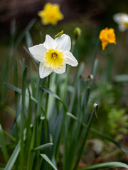 daffodils in spring