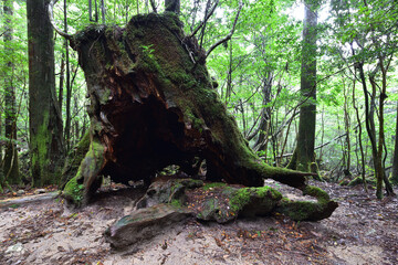 Deep cedar forest of Yakushima, Japan