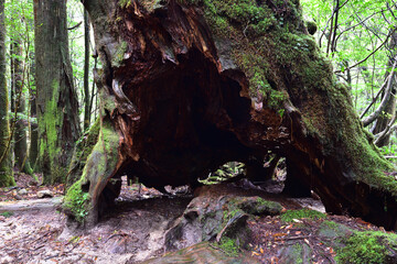 Deep cedar forest of Yakushima, Japan