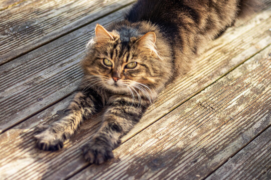 fluffy cat
