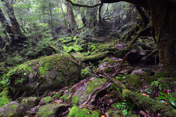 Deep cedar forest of Yakushima, Japan