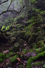Deep cedar forest of Yakushima, Japan
