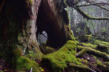 Deep cedar forest of Yakushima, Japan