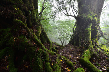 Deep cedar forest of Yakushima, Japan