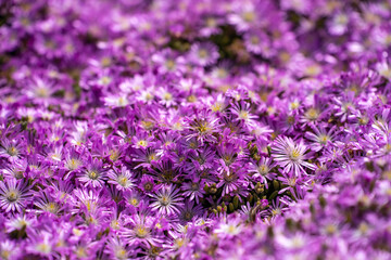 Purple Carpet of Ice Plant (Carpobrotus Edulis) blooming in springtime.