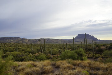 landscape with cactus
