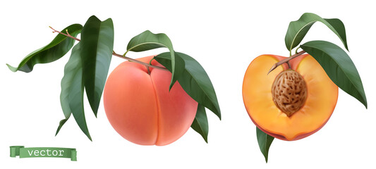 Peach fruits and leaves, botanical illustration. 3d realistic vector objects