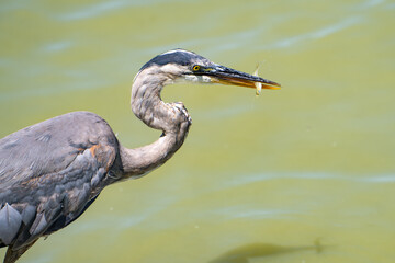 Great gray heron (Ardea cinerea) caught a small fish. Wildlife photography.
