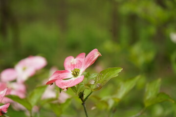 flower in the forest 