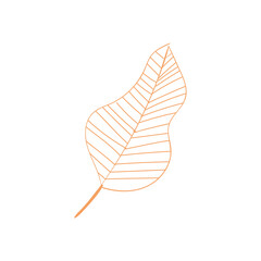 Striped plant leaf