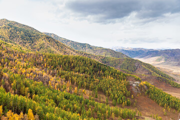 Fototapeta premium Beautiful view of colorful mixed forest of birch, spruce, cedar on mountain slopes in Altai Republic, Russia, natural autumn landscape