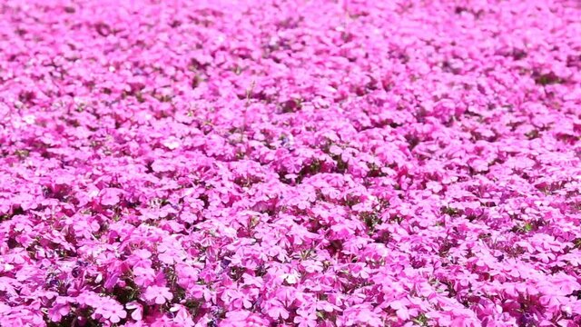Many close-ups of Pink moss or Shibazakura at Fuji Shibazakura Festival Japan.