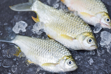 Silver Barb fish on ice,  Java Barb Carp Fish on market food on dark background, Fresh fish top view