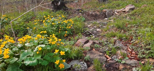 flowers in the grass