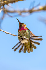 Green hummingbird with red sparkling head sits on a branch
