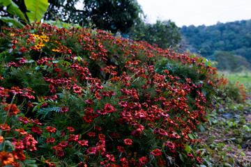 Orange Flower Bush In The Mountains