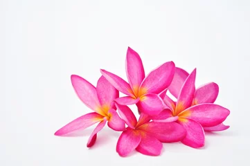 Keuken spatwand met foto Roze plumeriabloemen die op witte achtergrond worden geïsoleerd © ฟ้า ใส