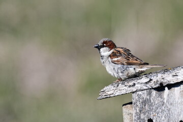 Male House Sparrow sits perched on roof of rustic birdhouse