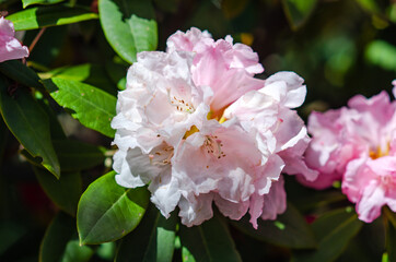 Rhododendron blooming flowers in the spring garden.	