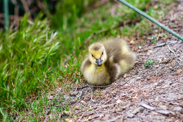 Canadian gosling resting on the grass. 