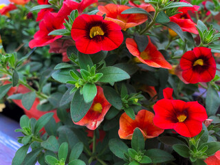 semi-tropical garden flowers