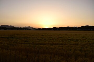 田園の夕日