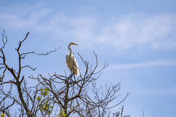 Great Egret (Ardea alba) sits on the branch on the background of blue sky.