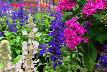 Obraz premium semi-tropical garden flowers