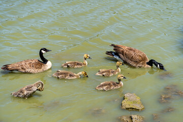 A family of Canadian geese floating on the lake. 