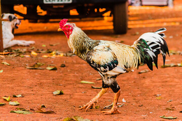 rooster in the farm