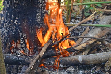 Hot fire destroy dead tree in the forest