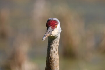 Obraz premium Sandhill Crane Bird Close Up