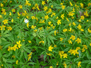 White wood anemone among yellow wood anemones natural background, selective focus