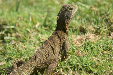 bearded dragon lizard